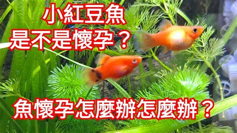 家裡擺觀音 茶壺魚懷孕